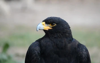 Stock Video Black Bird Looking Towards The Camera For PC