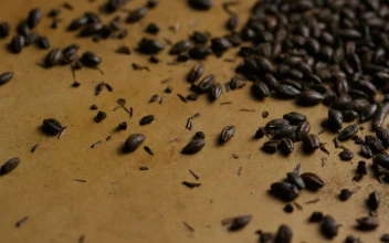 Stock Video Black Barley On A Brown Surface For PC
