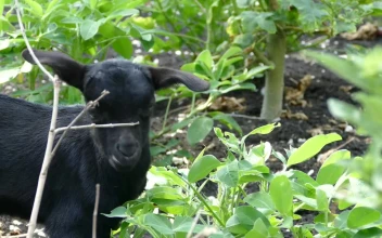 Stock Video Black Baby Goat Eating Leafs For PC