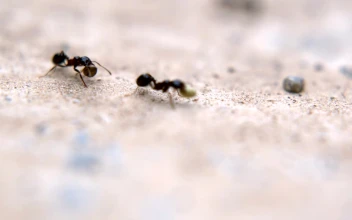 Stock Video Black Ants Working Macro Close Up For PC