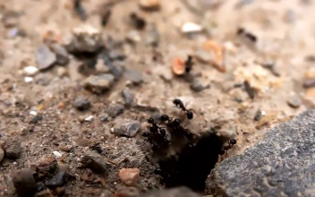Stock Video Black Ants Near Its Anthill For PC