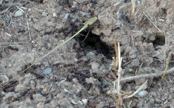 Stock Video Black Ants Close Up For PC