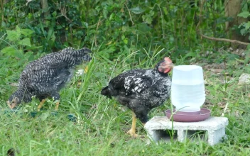 Stock Video Black And White Chickens At A Farm For PC