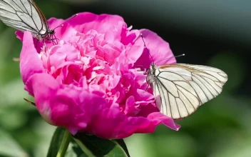 Stock Video Black And White Butterfly On A Pink Flower For PC