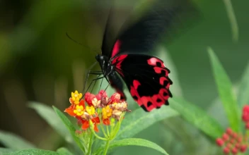 Stock Video Black And Red Butterfly Fluttering On A Flower For PC
