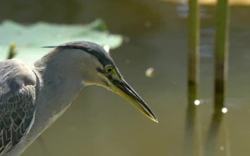 Stock Video Bittern Looking Into The Water For PC