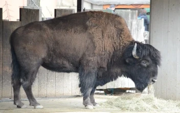 Stock Video Bison Eating In A Stable For PC