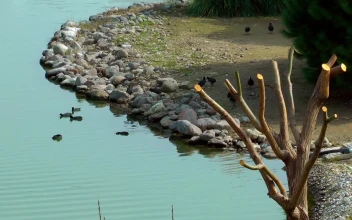Stock Video Birds Rocks And A Dry Tree Around A Lake For PC
