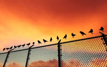 Stock Video Birds On A Wire Fence For PC