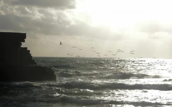 Stock Video Birds Lifting Off From The Ocean For PC