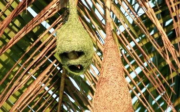 Stock Video Birds Inside A Hanging Nest For PC