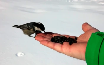 Stock Video Birds Feeding On A Hand In The Snow For PC