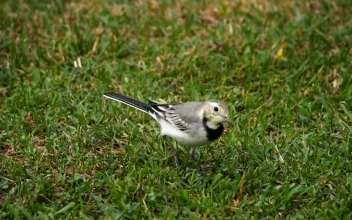 Stock Video Bird Walking On The Grass For PC