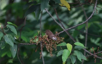 Stock Video Bird Taking Insects From A Branch For PC