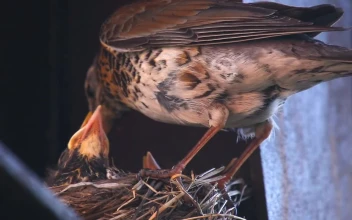 Stock Video Bird Taking Care Of The Chicks In The Nest For PC