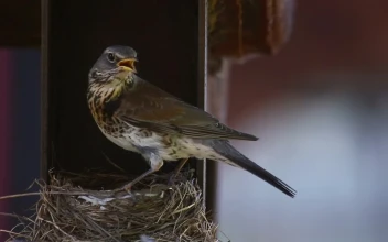 Stock Video Bird Standing On The Nest For PC