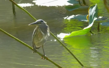Stock Video Bird Standing On A Pond Plant For PC