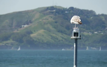 Stock Video Bird Standing On A Pole By The Lake For PC