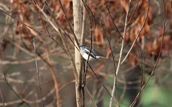 Stock Video Bird Standing In Winter Woodland For PC