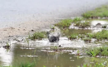 Stock Video Bird Splashing In A Pool For PC