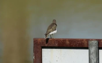 Stock Video Bird Sitting On A Signpost For PC