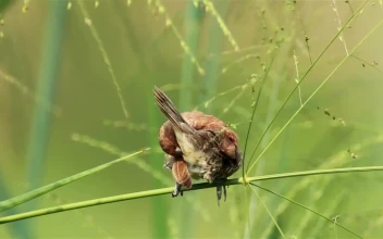 Stock Video Bird Sitting In Tall Grassland For PC