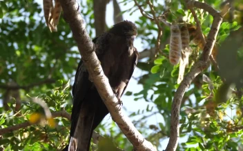 Stock Video Bird Resting In A Tree For PC
