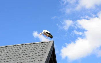 Stock Video Bird Perched On The Roof Of A House For PC