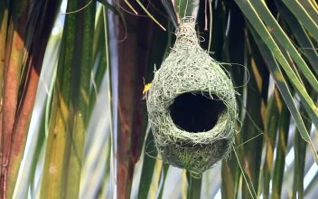 Stock Video Bird Outside A Hanging Nest For PC