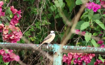 Stock Video Bird On A Metal Fence For PC