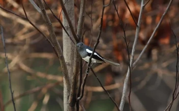 Stock Video Bird Looking Around Woodland For PC