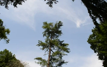 Stock Video Bird Flying Through Tall Trees For PC