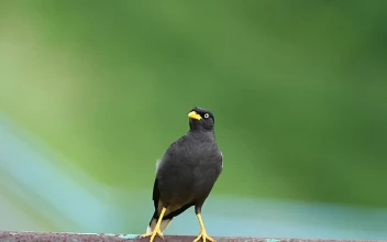 Stock Video Bird Flying Away From The Ground For PC