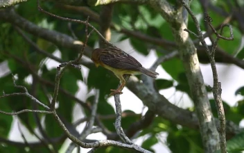 Stock Video Bird Flying Away From A Branch For PC