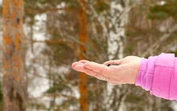 Stock Video Bird Feeding From Womans Hand For PC