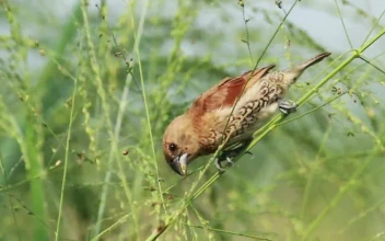 Stock Video Bird Eating Insects On A Branch For PC