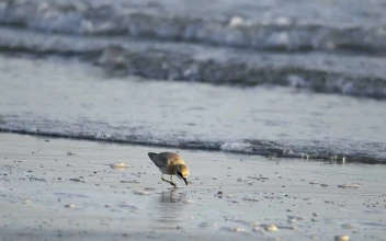 Stock Video Bird Eating In The Beach For PC