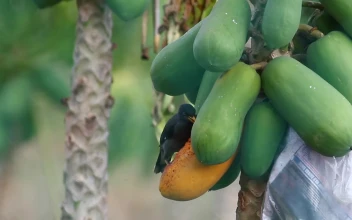 Stock Video Bird Eating Hanging Fruit For PC