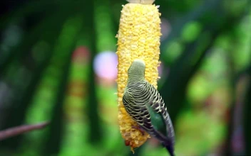 Stock Video Bird Eating Corn For PC