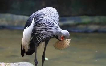 Stock Video Bird Cleaning Their Long Feathers For PC