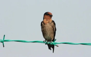 Stock Video Bird Cleaning Itself On A Wire Fence For PC