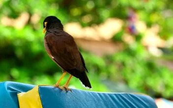 Stock Video Bird Cleaning His Feathers For PC