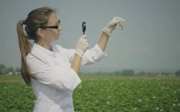 Stock Video Biologist Inspecting Samples In The Crop Field For PC