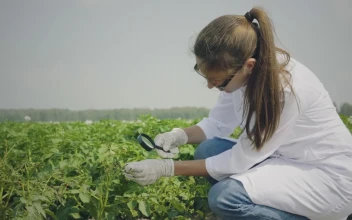Stock Video Biologist Inspecting Pests In The Crops For PC