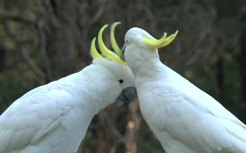 Stock Video Big White Birds Caressing Each Other For PC