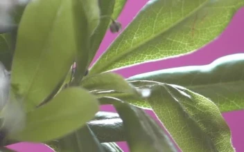 Stock Video Big Green Leaves With Small Flowers For PC