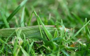 Stock Video Big Green Leaf Insect For PC