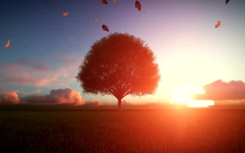 Stock Video Big Autumn Tree At Sunset d Animation For PC