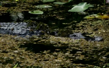 Stock Video Big Alligator Swimming In The Swamp For PC