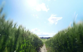 Stock Video Between Two Fields For PC